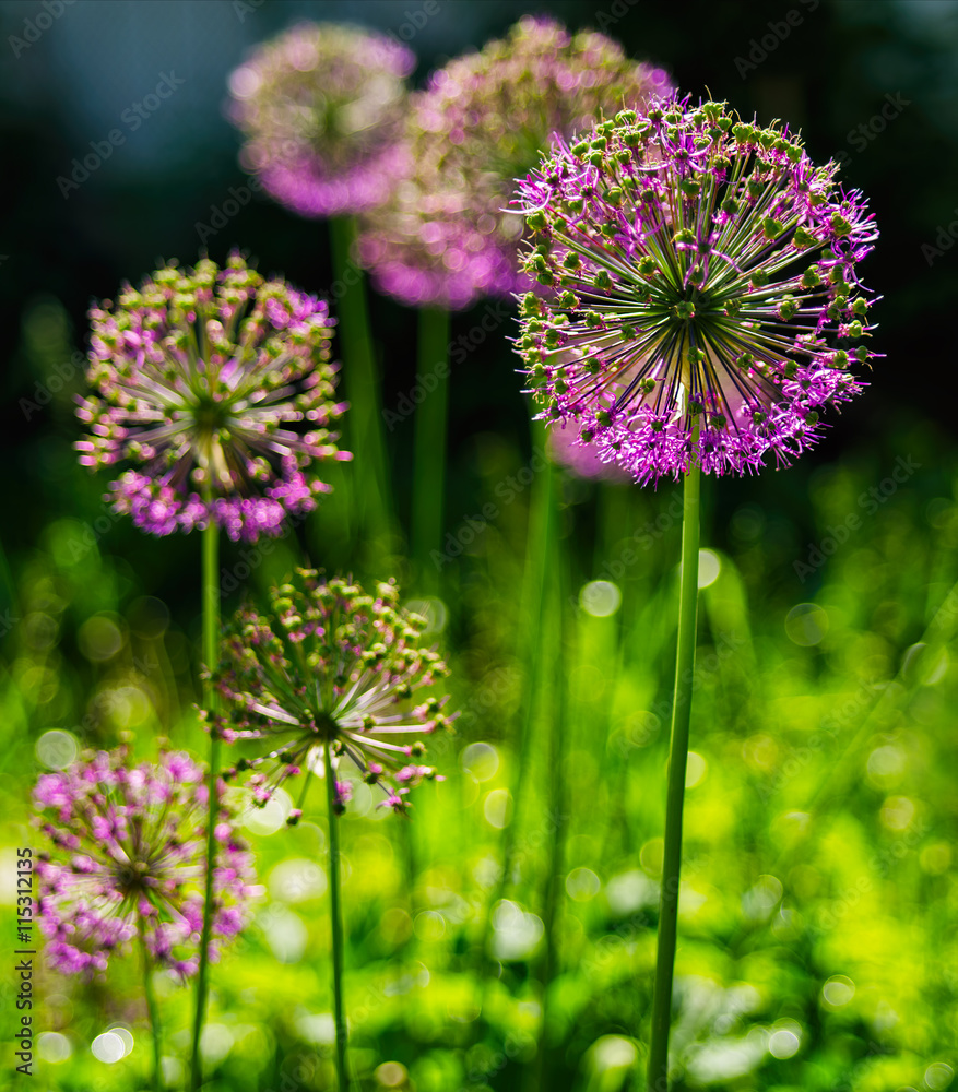 Fototapeta premium Vertical vivid vibrant purple flower bokeh background backdrop