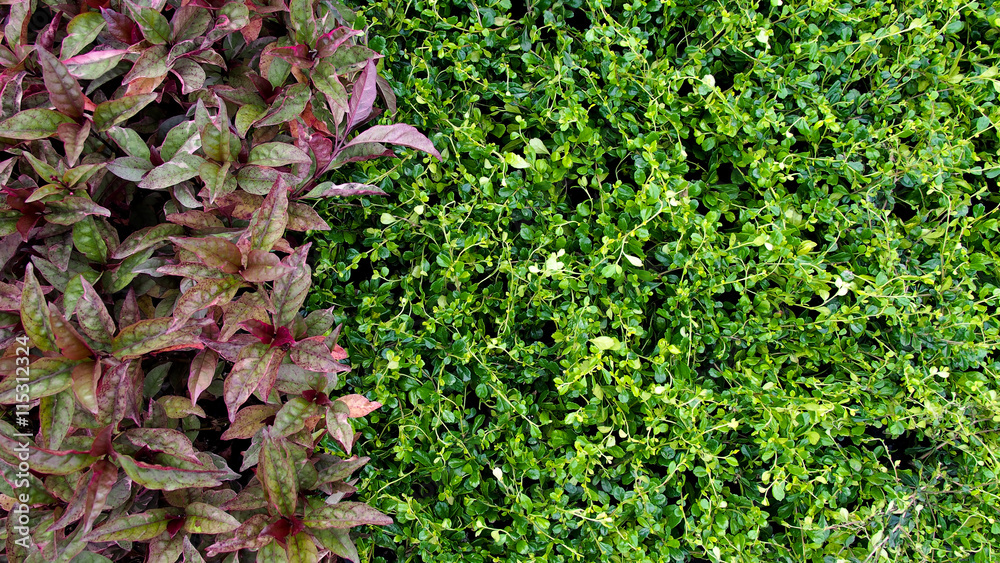 Red and Green Leaves on The Ground Red and Green Leaves on The Ground