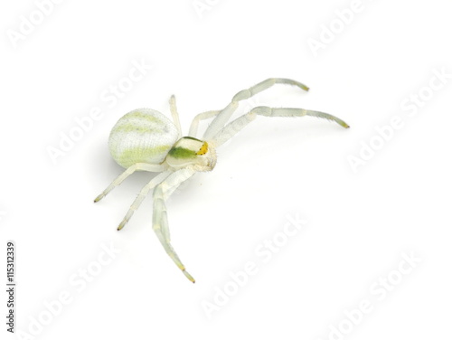 The goldenrod crab spider Misumena vatia isolated on white background