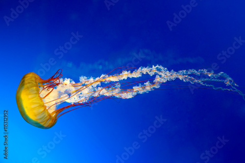 Canvas Print Japanese Sea Nettle jellyfish