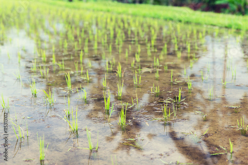 rice field at plantation in asia