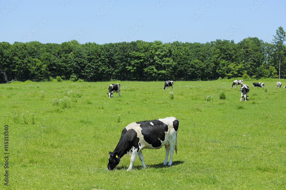 放牧中の乳牛 Milk cow 放牧中の乳牛 Milk cow