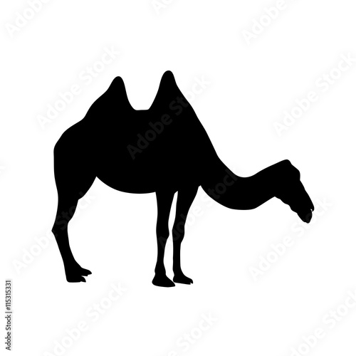 bactrian camel silhouette