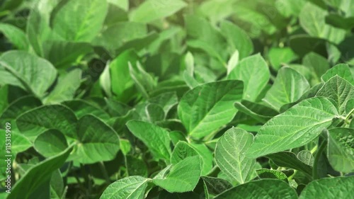 Wallpaper Mural Soybean crops cultivated field on windy day, plants leaves swaying Torontodigital.ca