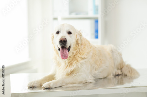 close up of golden retriever dog at vet clinic
