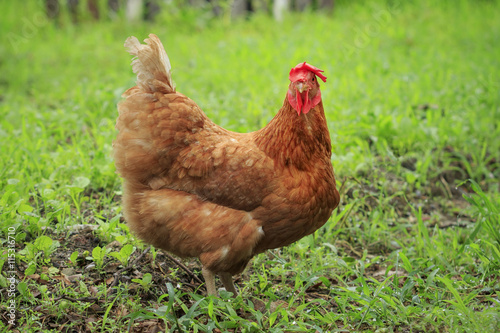 close up brown chicken in green field livestock farm