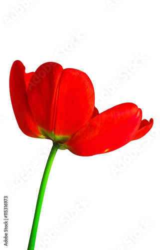 Red tulip on a long stalk stem