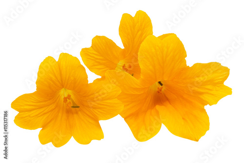Three beautiful yellow flowers