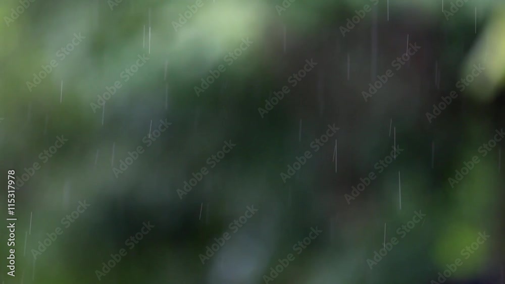 Falling Rain and wet leaves Falling Rain and wet leaves