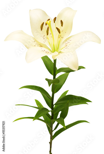 Fototapeta Naklejka Na Ścianę i Meble -  Beautiful white lily