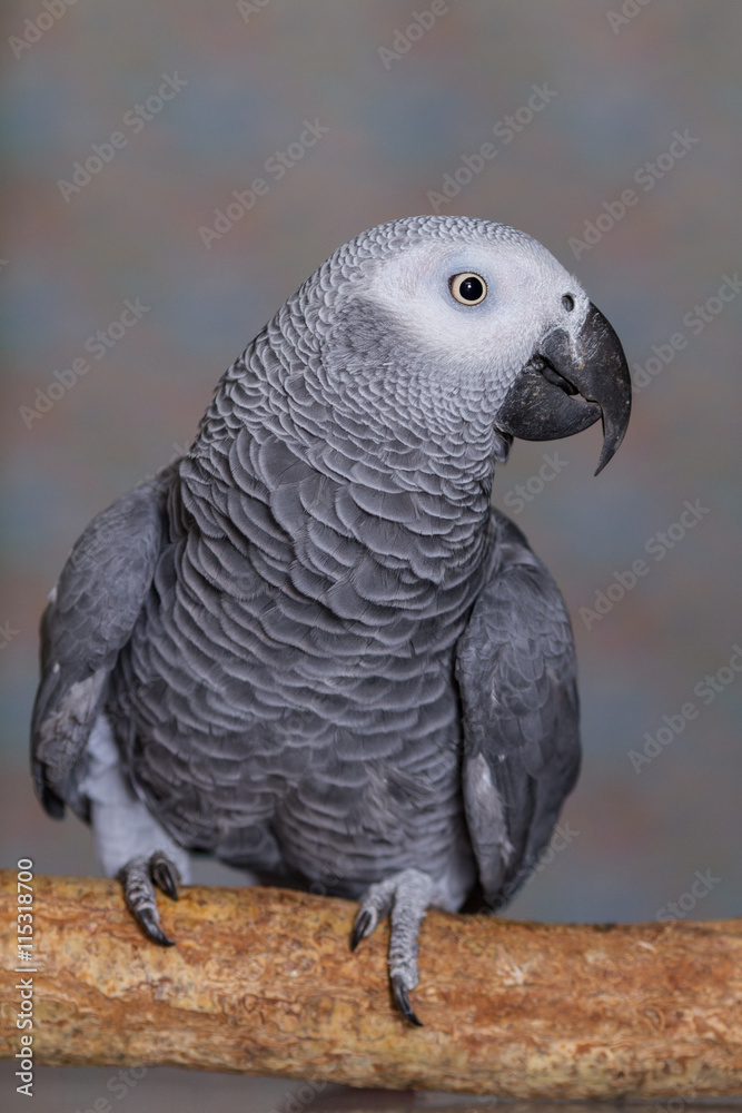 African Grey parrot stood on a natural wooden perch African Grey parrot stood on a natural wooden perch