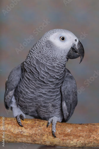 African Grey parrot stood on a natural wooden perch