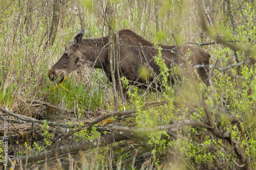Moose in the natural environment swamp. Biebrza marshes National Park. The largest mammal hoofed on swamps.  