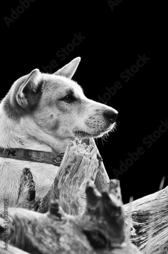 Dog playing on the grass.Abstract Black and white tone.