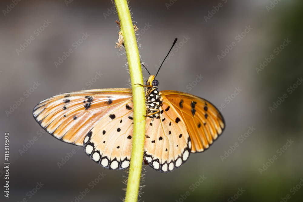 Obraz premium Close up of Tawny Coster butterfly
