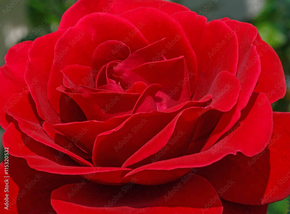 Naklejka premium close up of red rose