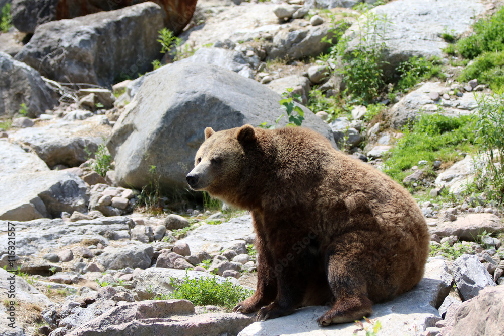 Fototapeta premium ours