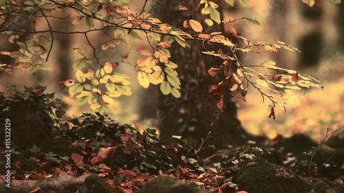 Detail of an autumn beech forest.
