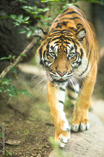 Closeup of a Siberian tiger also know as Amur tiger 