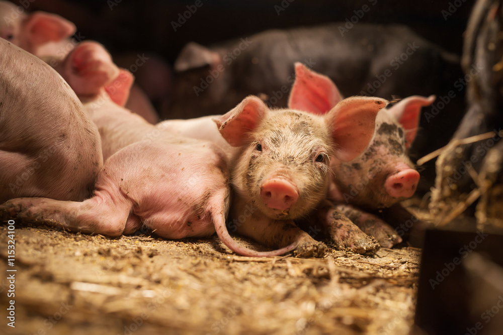 Cute little swines in a pigsty, lying. Cute little swines in a pigsty, lying.