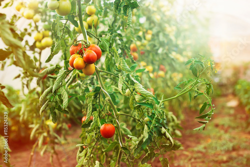 Tomato plantation.