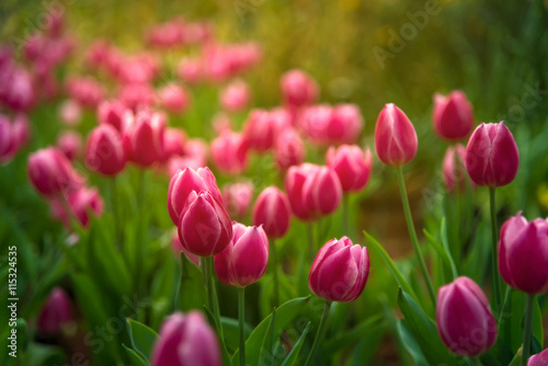 Fototapeta Naklejka Na Ścianę i Meble -  Tulip, Selective soft focus purple colorful tulip