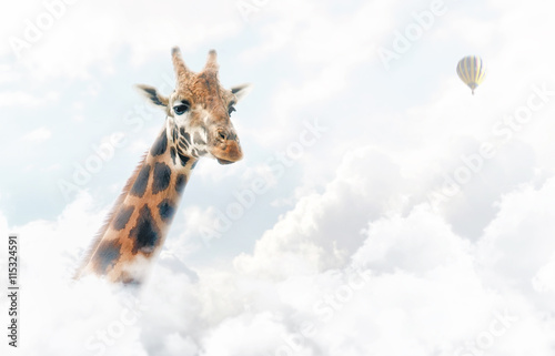 Fototapeta Naklejka Na Ścianę i Meble -  Giraffe Über Den Wolken.
