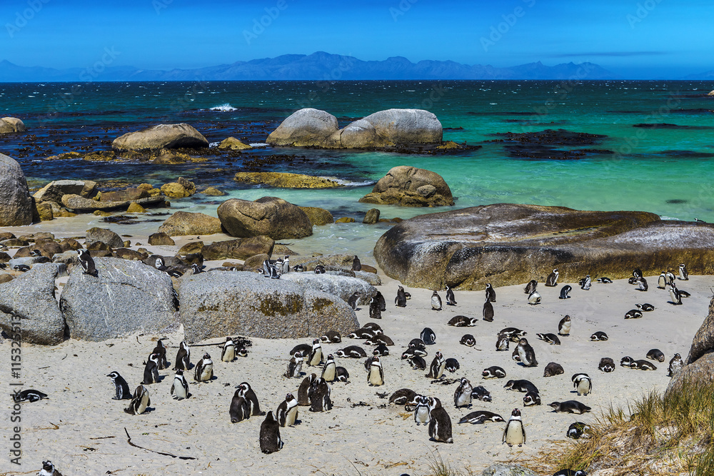 Republic of South Africa. Simon's Town near Cape Town, Foxy Beach. Boulders Penguin Colony - The Africans Penguins (Spheniscus demersus, also known as Jackass Penguin and Black-footed Penguin)