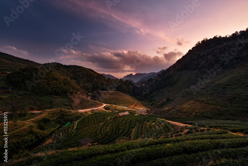 Wonderful sunset of tea plantation in Doi Angkhang, Chiang Mai,
