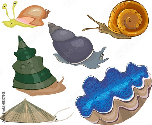 Set of sea snails