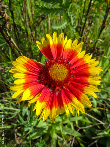 Gaillardia  Blanket Flower  in the garden