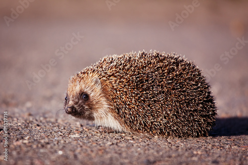 Little cute hedgehog crossing the road and looikng at the camera.