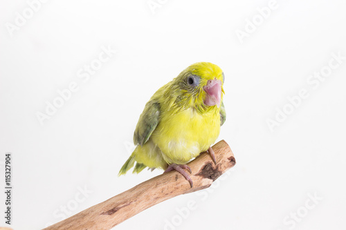 Pastel Green Forpus Bird Chick