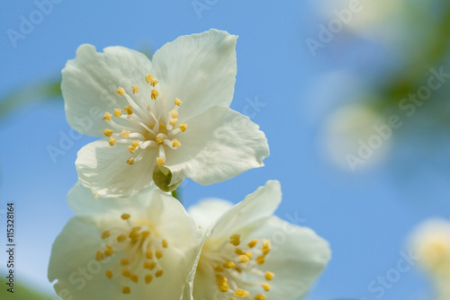 Jasmine flowers on the blue sky background