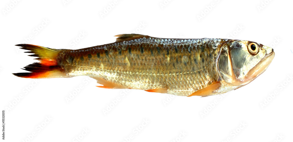 Naklejka premium Fish isolated on white background