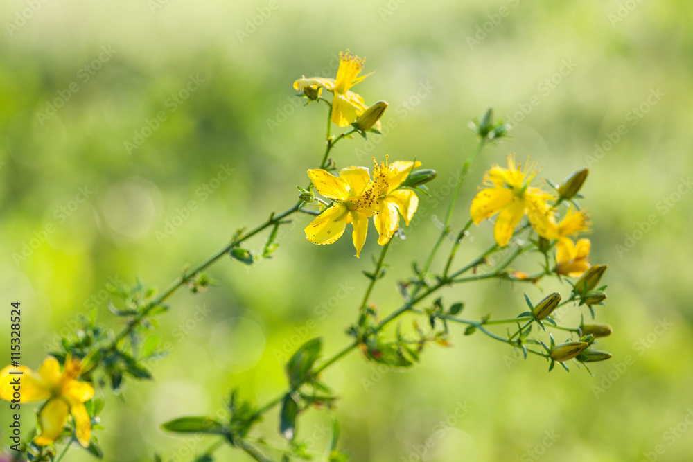 Tutsan (hypericum)