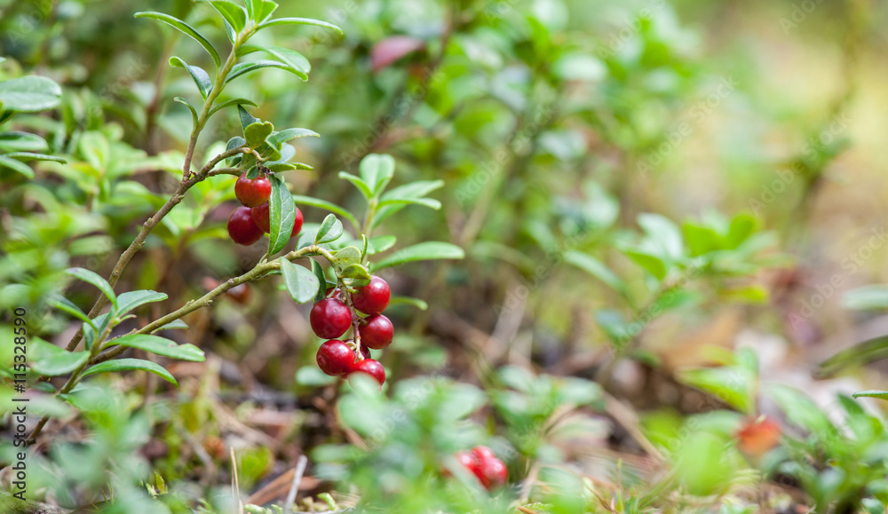 red bilberry