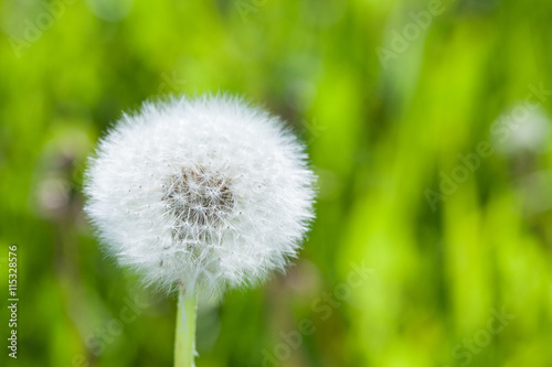 White dandelion