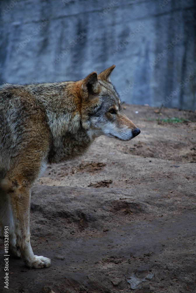 Obraz premium Lonely wolf in the dusk in the forest (in dark blue tones, selective focus on the wolf head)
