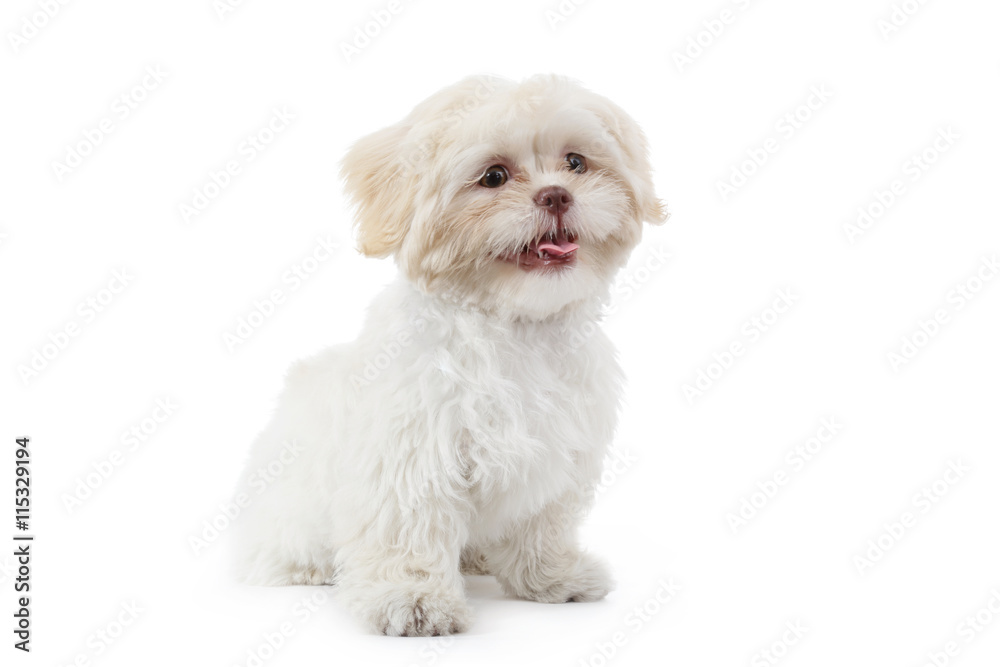 jeune chien shih tzu beige blanc Stock Photo | Adobe Stock