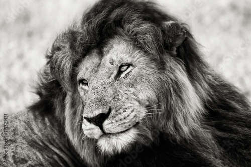 Portrait of legendary Lion Notch in Masai Mara, Kenya