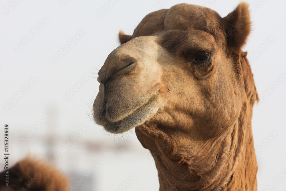 Fototapeta premium closeup of camels head