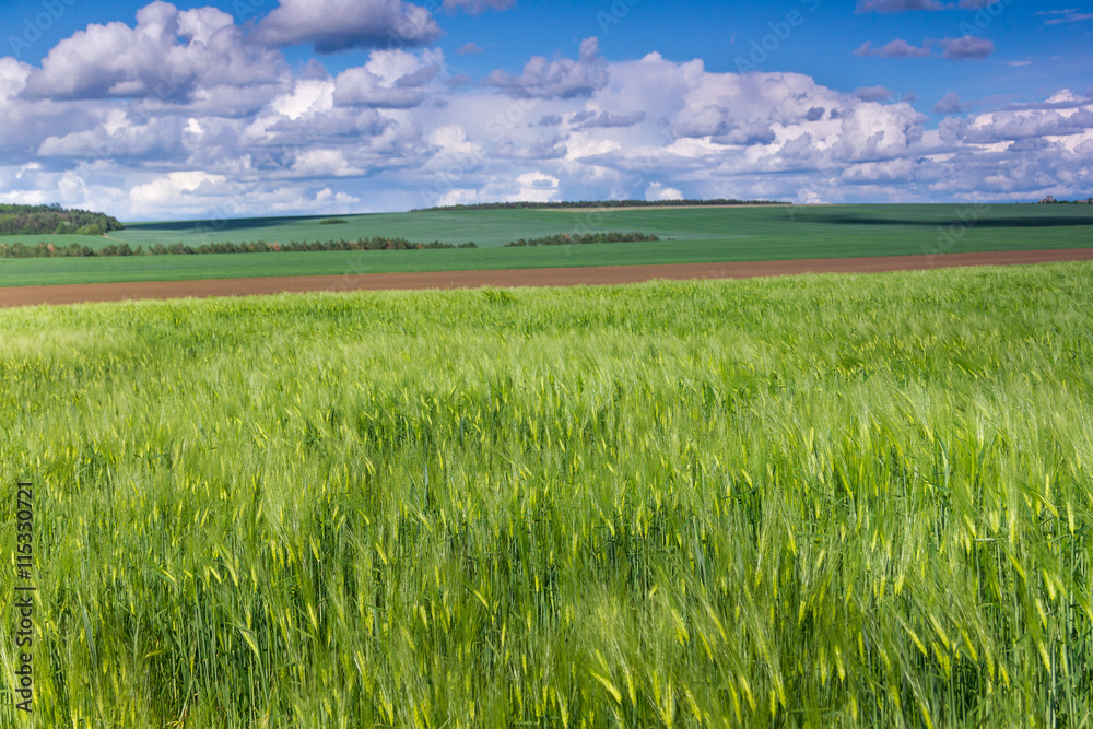 Obraz premium The field of green ears of barley at springtime and the blue clouds on the horizon.