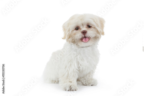 Konstfotografi jeune chien shih tzu beige blanc