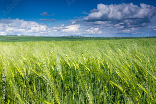 The field of green ears of barley at springtime and the blue clouds on the horizon.