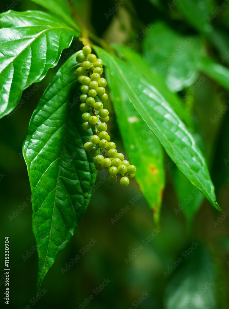 Fototapeta premium Unidentified Tropical Plant with Berries