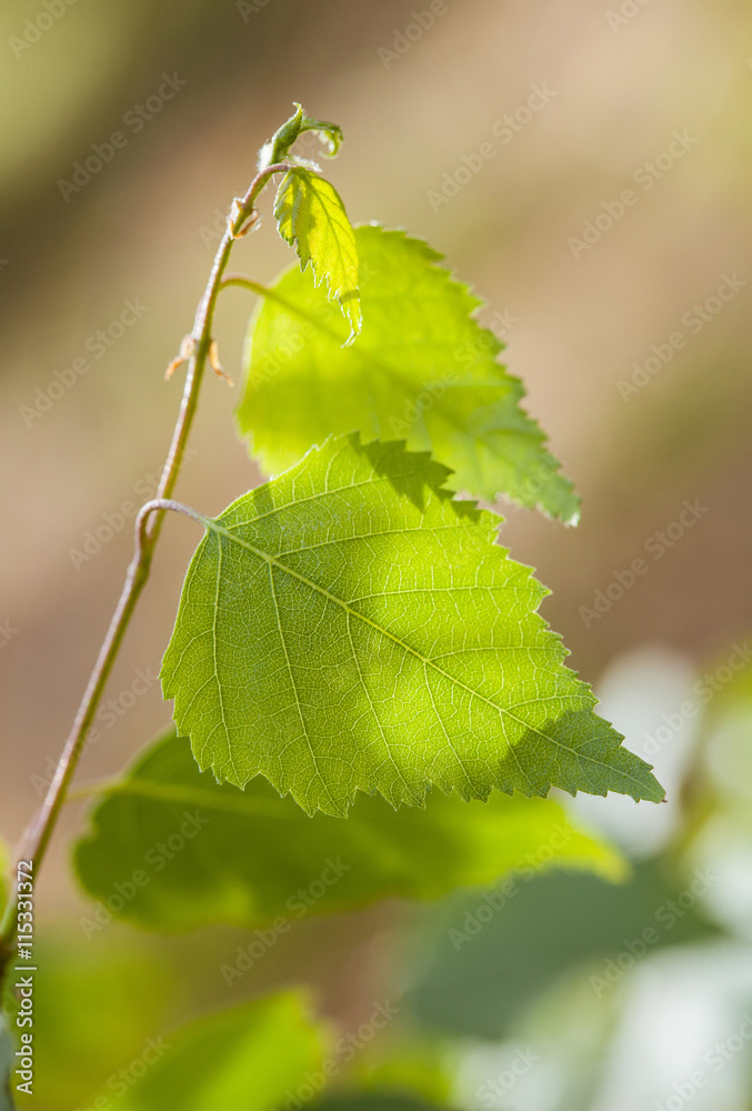 Fototapeta premium Fragment of a birch branch