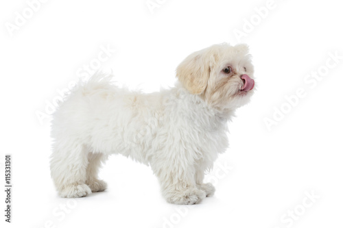 jeune chien shih tzu beige blanc © mariesacha