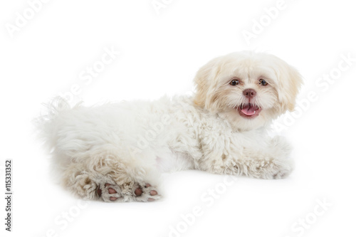 jeune chien shih tzu beige blanc