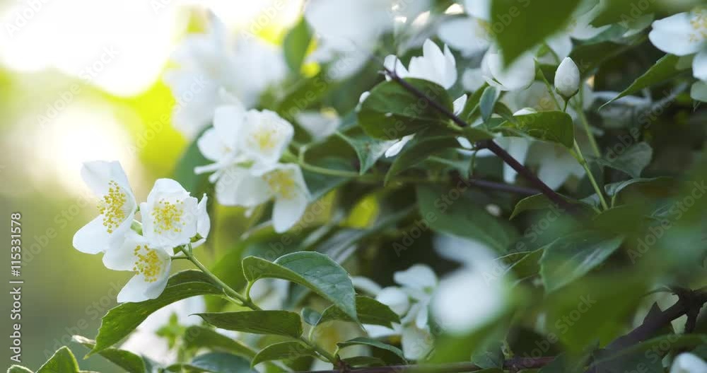 beautiful jasmine white flowers in summer day folcus pull beautiful jasmine white flowers in summer day folcus pull